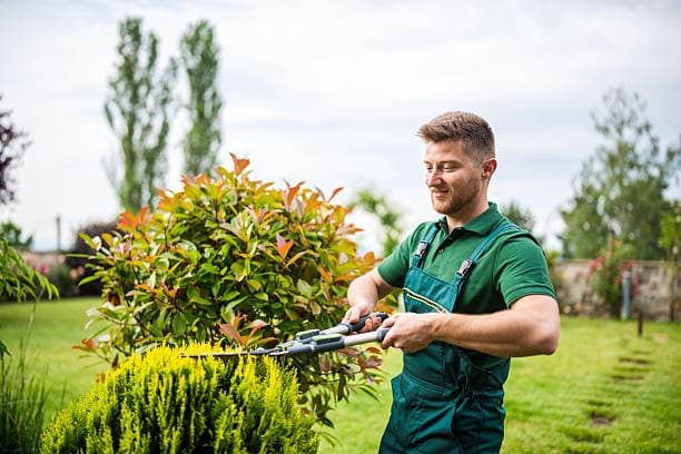 Landscaper or Gardener? Who Does What in Your Backyard — TradieCorner blog